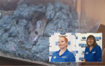 LG Subaru Loves Animals: Mama the Mouse