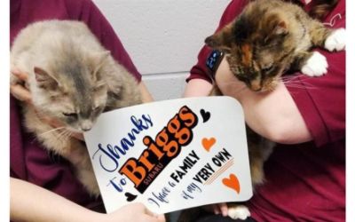 Covering Adoption Fees During a Global Pandemic