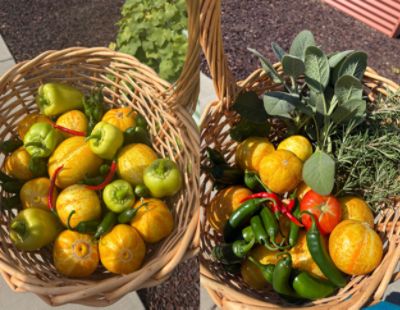 Boise Subaru's Urban Garden Growing Season