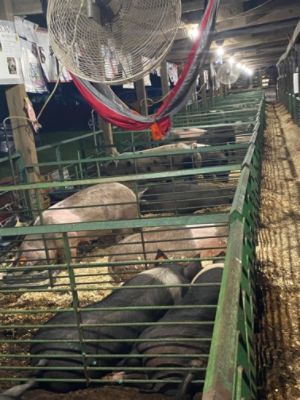 Mifflin County Swine Club 