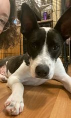 Jesse the 3-Legged Underdog Finds His Forever Family