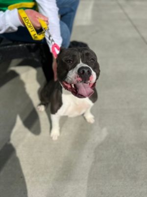 Another Adoption Success