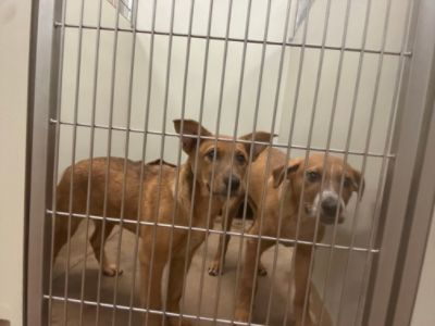 Subaru Loves Pets at Spokane Humane Society