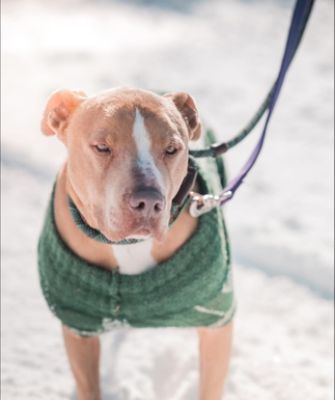With Subaru’s Support, Homeless Animals Like Chance Find Hope and a Second Chance.