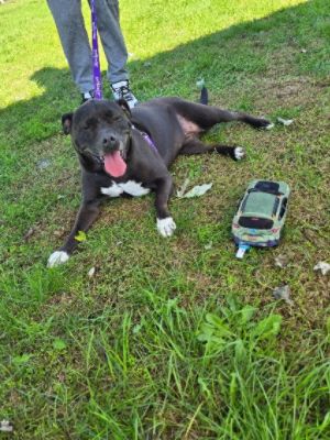 Adoption & Wellness Event