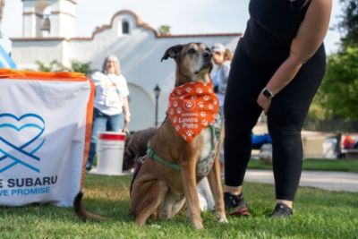 DCH Subaru of Riverside Drives Impact at Walk with the Animals