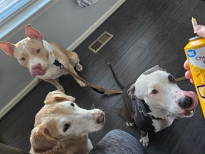 47 Big Dogs Find New Homes - Including Athena!