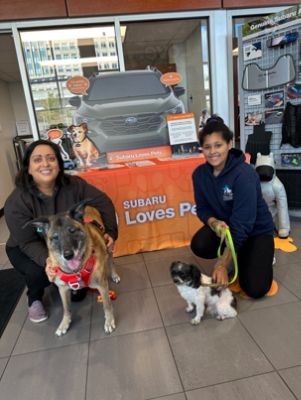Stohlman Subaru really made a difference with Love Paws and their mission to save dogs & cats 