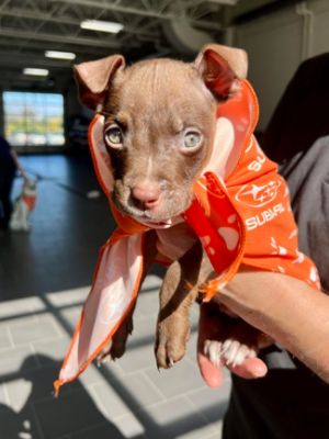Subaru Loves Pets Event
