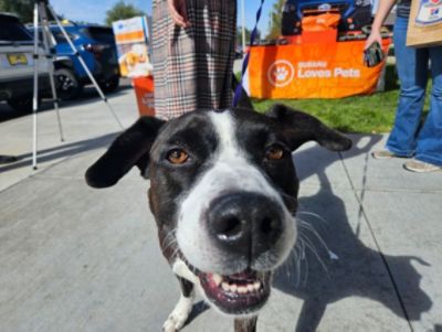Phil Meador Subaru and the Pocatello Animal Shelter
