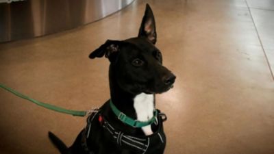 Tucson Subaru Continues Monthly Support for Adoptable Pets with KVOA’s Pet of the Week