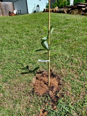 Plant a seed in the heart of a customer!