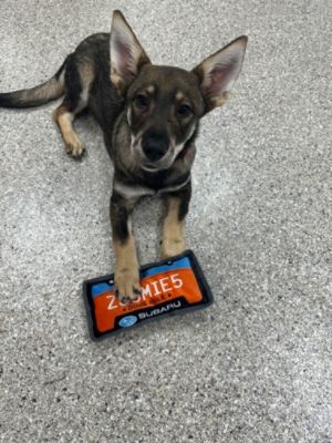 Thanks for partnering with us for Subaru Loves Pets month! - Humane Society of the Lakes