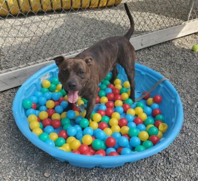 Sammy's Hope - Joan C.