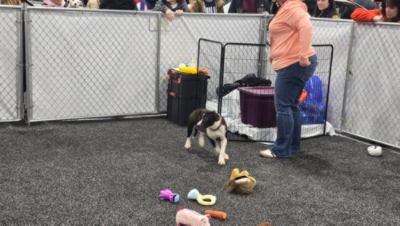 2026 Adopt a Pet