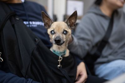 Muddy Paws Rescue: Billy