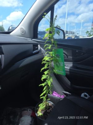 My Tree 