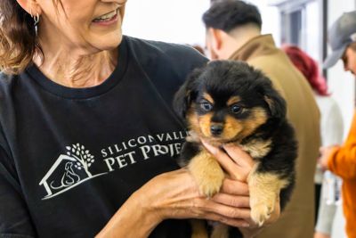 Silicon Valley Pet Project rescue dogs shine at Capitol Subaru!