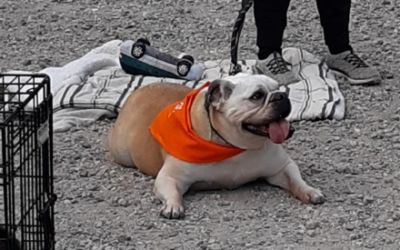 PAWS was Rescued