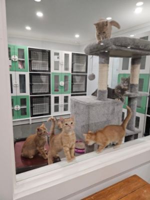Kittens, Kittens, Kittens
