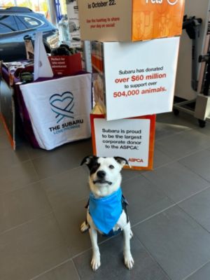 Driving for the Animals: North Reading Subaru's donation to Nevins Farm
