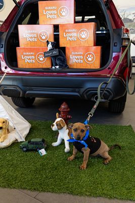 Where Love Finds a Home: Wag On Inn at Freehold Subaru!