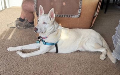 A Second Chance for Toby