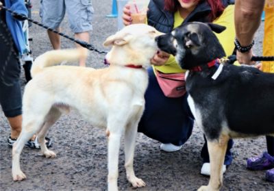 Suburban Subaru X Almost Home Pet Adoption Event at The Detroit Zoo!