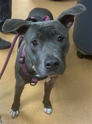 Subaru Share the Love®: Creating Second Chances for Animals in Contra Costa County