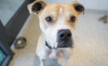 Van Subaru “Fills the Forester” of Shelter Wish items for KC Pet Project