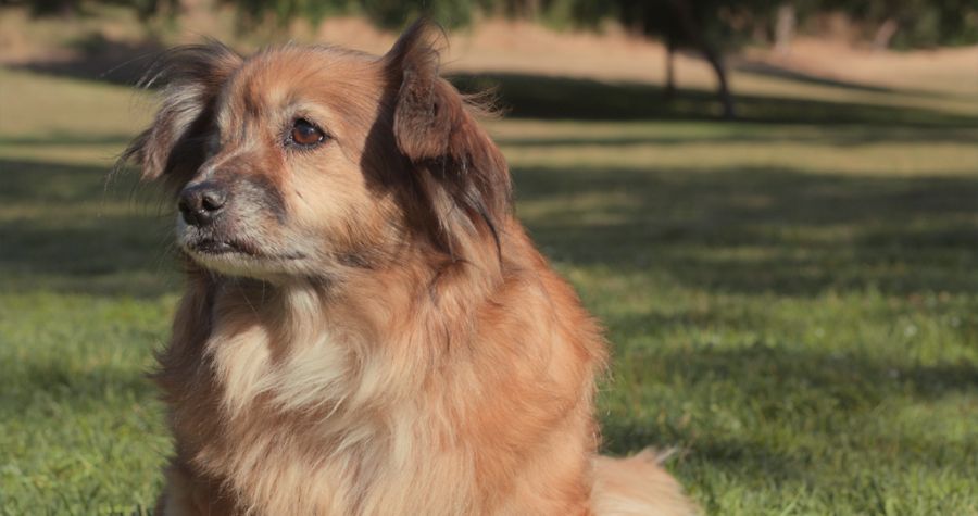 Dog that wandered from New Jersey home 3 years ago found in Tampa