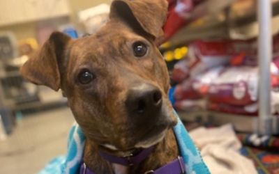 PMSPCA, a community partner of Captial City Subaru