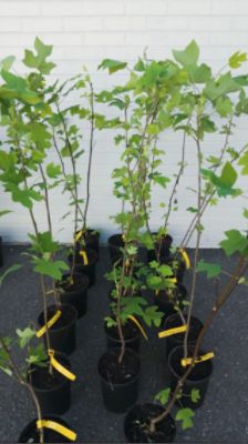 A small tree, a meaningful start