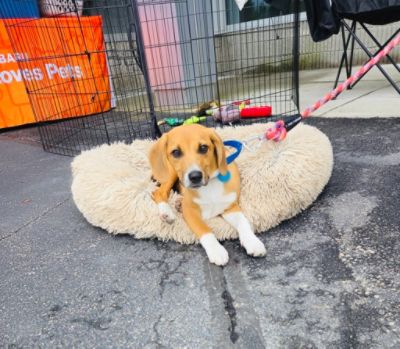 Long Subaru’s Dog Days of May: A Month of Compassion and Community