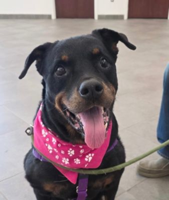 Pets Alive sends a huge thank you to Johnstons Subaru!