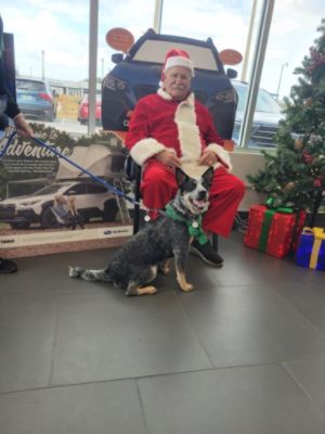 Pet Photos with Santa