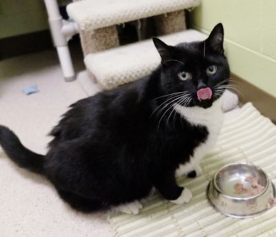 Kitty Kitty Finds a Home