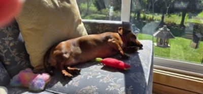 Iris, A Story of Love in a Caring Community