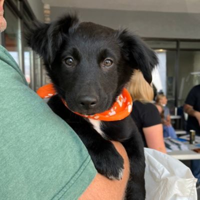 Driving Home Hope: How Subaru Wenatchee Helps Pets Find Their People