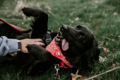 With love- Lake Humane Society
