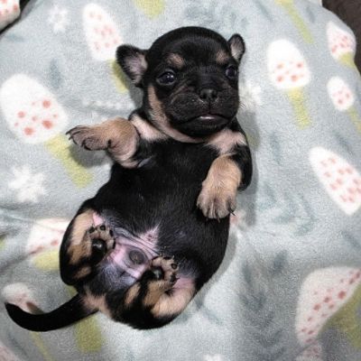Filling Tiny Tummies and Big Hearts: Puppy Love from DCH Subaru of Riverside