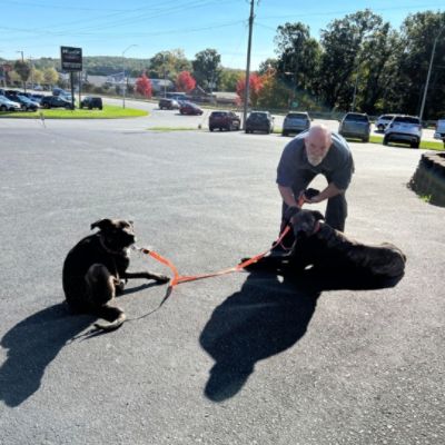 Vann York Subaru Rescues Runaway Pups