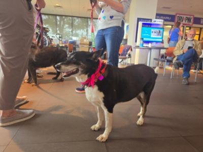 Finding Fur-ever Homes: Welcoming the Animal Rescue of the Rockies to AutoNation Subaru Arapahoe!