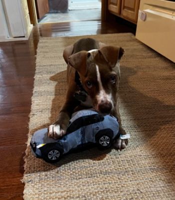 Della Subaru Really Loves Pets