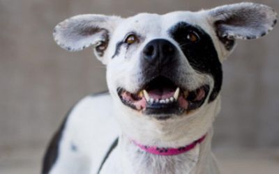 Subaru Loves Pets at Longmont Humane Society