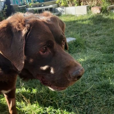 Sy the Chocolate Lab