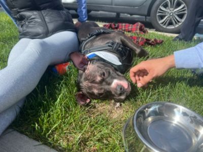 Empire Subaru x Subaru Loves Pets