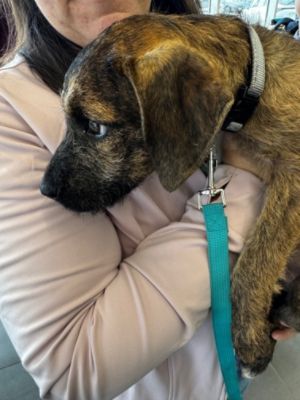 New Homes For Puppies
