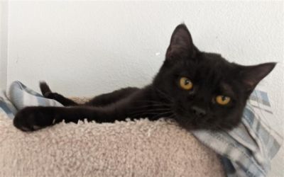 Meet Simone at Butte Humane Society
