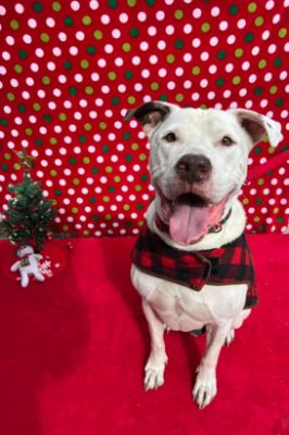 Humane Society of Pinellas County Pet Adoption